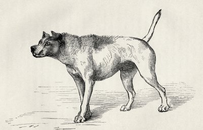 Dog approaching another dog with hostile intentions, from Charles Darwin